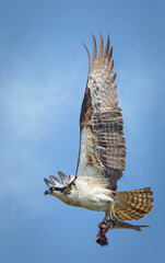 Wall Mural - osprey in flight with fish