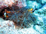 clown fish of the red sea , Egypt