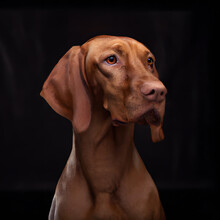 Close Up Studio Photography Of A Dog Head. Magyar Vizsla, Hungarian Vizsla, Pointer  Close Up Head Photography, Realistic Dog And Puppy Head On Black Background.     
