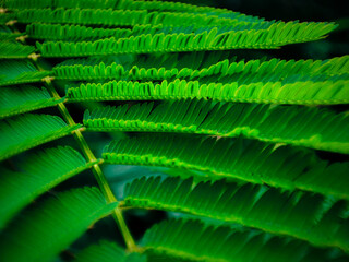 Wall Mural - Calliandra leaves in the forest.