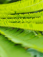 Wall Mural - Calliandra leaves in the forest.