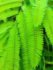 Wall Mural - Calliandra leaves in the forest.