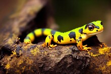 Coloured Bright Salamander With Bulging Eyes Crawled Out Into Woods In Search Of Food