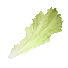 Wall Mural - Watercolor illustration of lettuce leaf isolated on white background