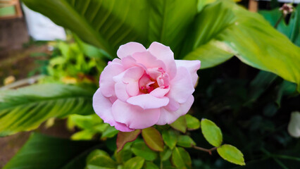 Wall Mural - Close-up view of pink rose in the backyard.