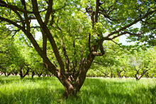 An old apricot tree in an orchard surrounded by long green grass