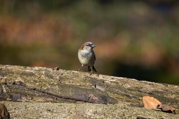 Wall Mural - The house sparrow (Passer domesticus)