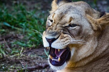 Poster - Closeup portrait of an angry lioness