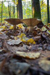 Sticker - Inedible mushroom in the forest in autumn leaves.