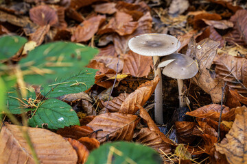 Wall Mural - Inedible mushroom in the forest in autumn leaves.