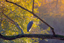 The Gray Heron In Its Natural Habitat Perching On The Tree With Warm Sunlight In Autumn Background, Ardea Cinerea Is A Long-legged Predatory Wading Bird Of The Heron Family, Living Out Naturally Bird.