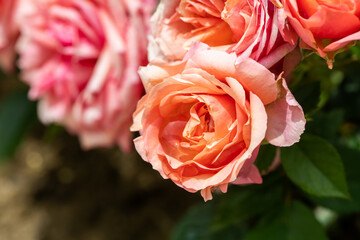 Wall Mural - Roses in different hues in natural light