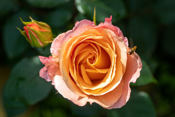 Wall Mural - Bees on colourful roses in natural environment.