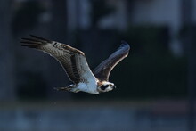Osprey In A Park