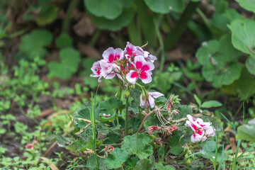 Wall Mural - Geraniums in the wilderness