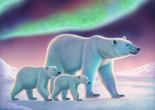 Polar Bear Adult With Cubs On The Ice Under The Northern Lights