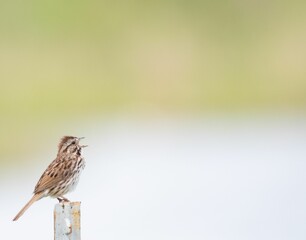 Sticker - Shallow focus of an adorable sparrow with an open beak perching on the old metal pole