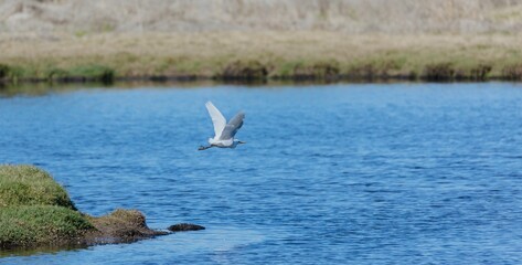 Sticker - Adorable little egret flying over the blue lake