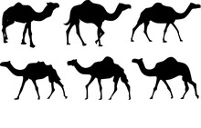 Set Of Camels