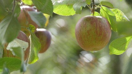 Wall Mural - Sweet and organic plums grown at Fu Shou Shan Farm mountain in Taiwan