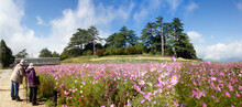 Beautiful Cosmos Flowers In Full Bloom, Fushou Mountain , Taiwan
