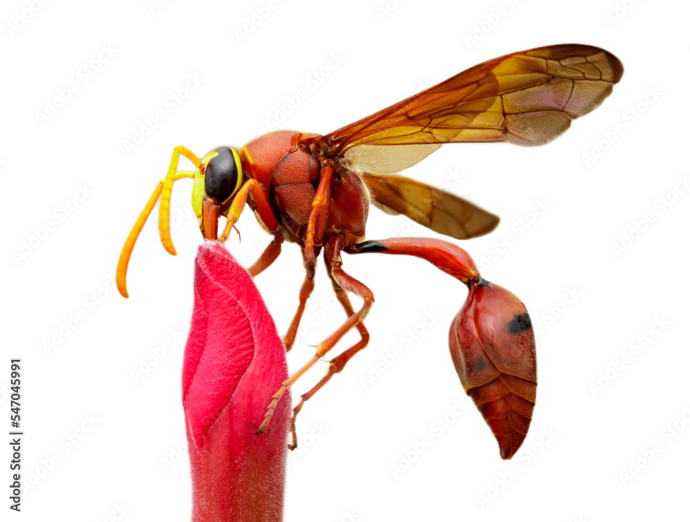 Image of potter wasp isolated on transparent background. (Delta sp ...
