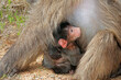 Leinwandbild Motiv A small baby chacma baboon (Papio hamadryas) with its mother, South Africa.
