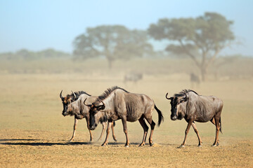 Poster - Blue wildebeest (Connochaetes taurinus) walking in a dusty dry riverbed, Kalahari desert, South Africa.