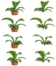 3D Illustration Of Anthurium Plants With And Without Pots On Transparent Background