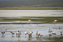 African Sacred Ibis (Threskiornis Aethiopicus) And Greater Flamingo (phoenicopterus Roseus) In A Wetland. Western Cape. South Africa