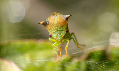 Wall Mural - A small green insect in a spider in nature.