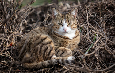 Canvas Print - The cat is sitting on the ground.