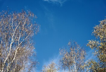 Wall Mural - Birken und blauer Himmel im Herbst, Freiraum für Text