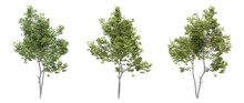 3D Illustration Of Trees On Transparent Background, For Illustration, Digital Composition, And Architecture Visualization