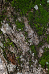 Wall Mural - Moss that grows on trees is a type of leaf moss, in Latin it is called Bryophyta