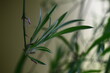 Chlorophytum laxum zielistka czubiasta