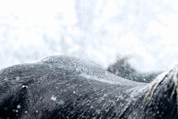 Poster - Closeup shot of a brown horse body covered in white snowflakes  in winter outdoors