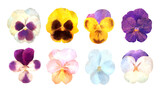 パンジーとビオラの花。水彩風イラストセット。
