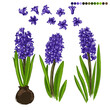 Spring flowers vector botany easter. Colored hyacinths of hyacinth