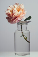 Pink Rose In Vase On White Background
