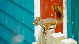 Fototapeta Na ścianę - Eichhörnchen auf Zaunpfahl