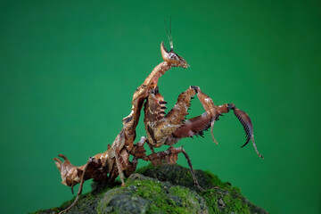 mantis om mossy rock