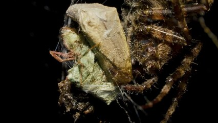 Spider catches and eat butterfly in spiderweb at night