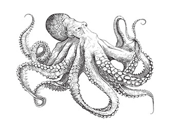 Octopus sketch hand drawn engraving style Underwater animals Vector illustration.