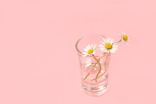 Daisy In A Shot Glass On Pink Background