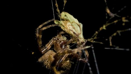 Spider catches and eat butterfly in spiderweb at night