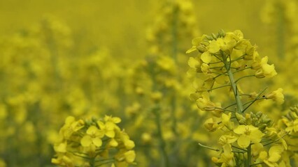 Fotomurales - Blooming yellow canola (Brassica Napus) flower in field, close up
