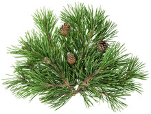 PNG Pine Tree Branches Isolated Transparent Background. Christmas Tree Decoration
