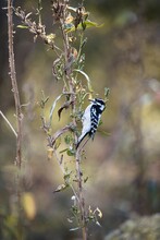 Vertical Shot Of A Downy Woodpecker (Dryobates Pubescens) Perched On A Plant