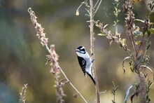 Closeup Shot Of A Downy Woodpecker (Dryobates Pubescens) Perched On A Plant
